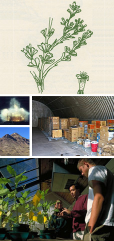 Information Technology Branch